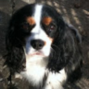 Meet your Posher, Lilly